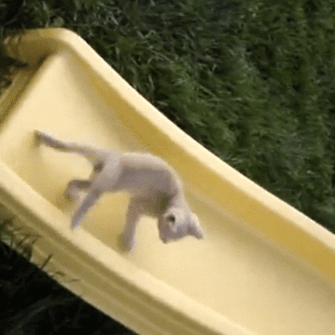 cat fail GIF by America's Funniest Home Videos