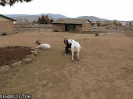 Random Goat goat GIF