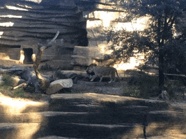 tate  GIF