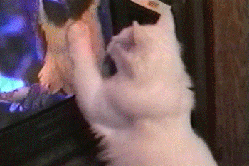 Hungry Cats GIF by AFV Pets - Find & Share on GIPHY
