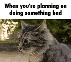 hollywood  GIF