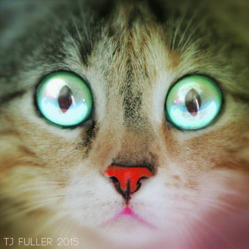 Cat Eyes GIF by TJ Fuller Find & Share on GIPHY