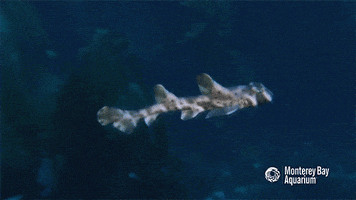 horn shark GIF by Monterey Bay Aquarium