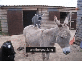 GIF by Random Goat