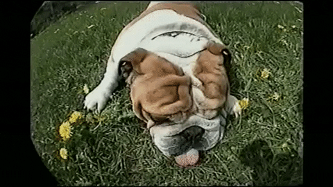 Dog Roll Over GIF by AFV Pets - Find & Share on GIPHY