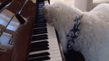 eltondog dog piano july 4th GIF