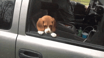 alecpesola dog GIF