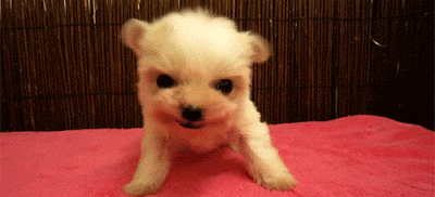 rawr king of the bed GIF