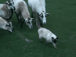 GIF by Random Goat