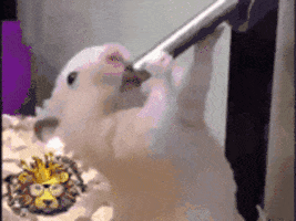 hollywood  GIF
