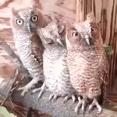 infowdmailru  GIF