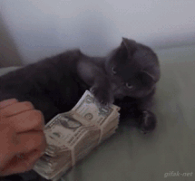 NoticierosTelevisa cat cats gato human GIF