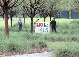 GJEPgifs trees eucalyptus gmo genetically engineered trees GIF