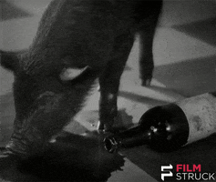 drunk silent film GIF by FilmStruck