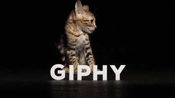 animation cat GIF by Originals