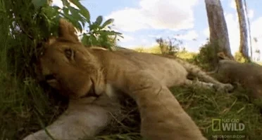 sleepy nat geo GIF by Nat Geo Wild 