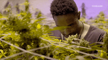 GIF by VICE DOES AMERICA