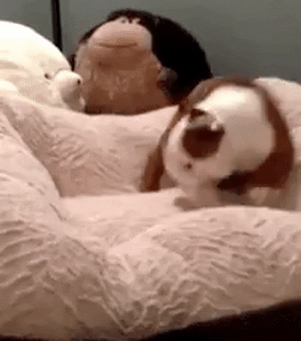 mhmd  GIF