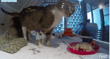 brokelyn  GIF