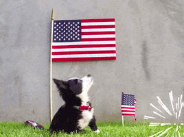 4Th Of July America GIF by GIPHY Studios Originals