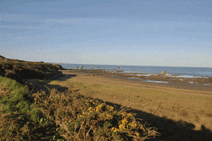 sylviecordenner nature flore faune loire atlantique GIF