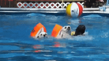 megscanlon #summer #dogs #summerdogs #pool GIF