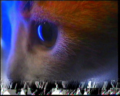 Cat glitch GIFs , Get the best GIF on GIPHY