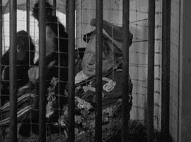 classic film monkey GIF by Warner Archive