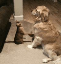 AFV Pets GIFs - Find & Share on GIPHY