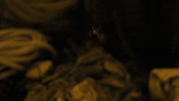 dat  GIF