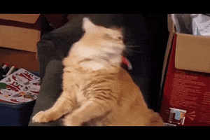 evan  GIF