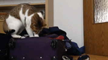 Cinyau Gazdi GIF