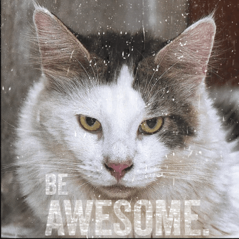 Cats Rain. Awesome GIF
