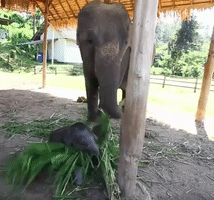 alexwatt  GIF