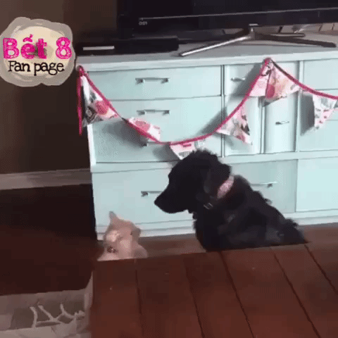 memories  GIF
