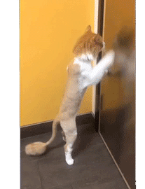 JJThePenguin nope help escape ed sheeran GIF