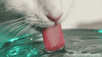 Slow Motion Cat GIF by PBS Digital Studios