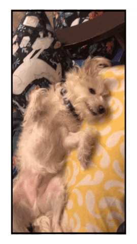 chuber channel dog belly rub my belly GIF