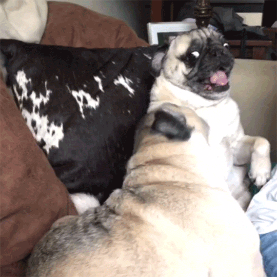 dogs pugs GIF by Adventures Once Had