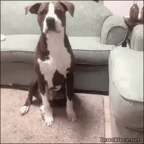 porcodegravata  GIF