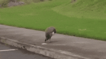 FoggyHedgehog  GIF