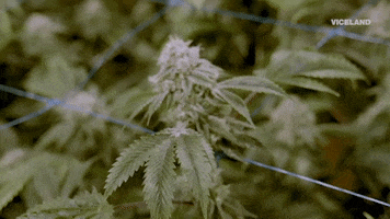 weed GIF by Bong Appétit