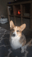 200.gif?cid=fc005b088bf47437f23e43e3335dec11dc13ea0d613eddb7&rid=200.gif&ct=g