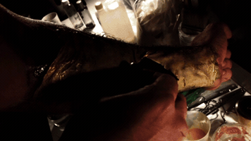 onursenturk arm rip GIF