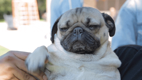 Pug Waving GIFs - Get the best GIF on GIPHY