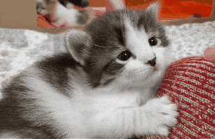 ordinary  GIF