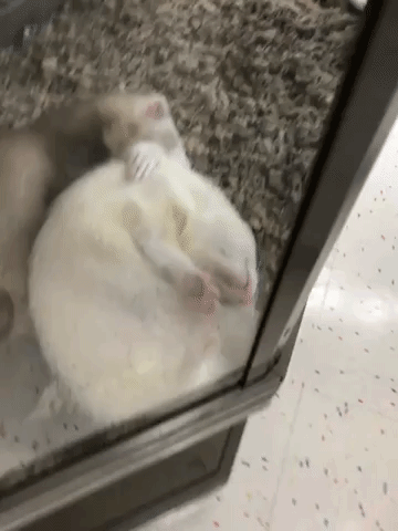 appledectomy  GIF