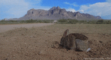 raising arizona bunny GIF by 20th Century Fox Home Entertainment
