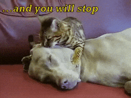 daveaustin kity mind meld GIF