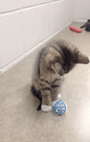 cat playing GIF by Nebraska Humane Society 